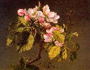 Martin Johnson Heade Apple Blossoms oil on canvas